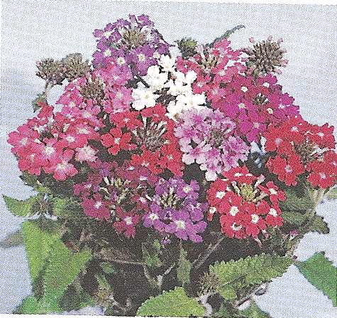 VERBENA EXTRA NANA POLLICINO GR.25 - Foto 2